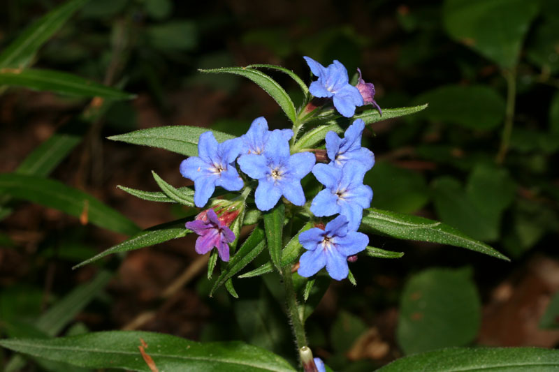 Aegonychon purpurocaeruleum (=Buglossoides purpurocaerulea) / Erba perla azzurra
